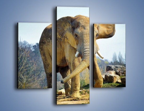Obraz na płótnie – Ciężkie życie słonia – trzyczęściowy Z273W3