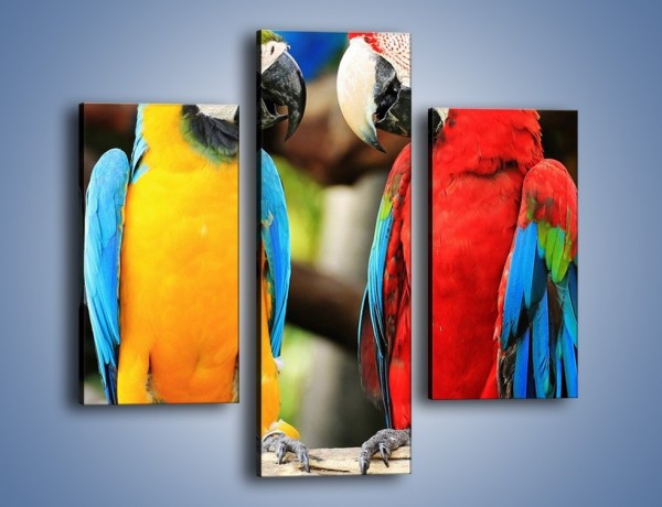 Obraz na płótnie – Ploty papuzie – trzyczęściowy Z276W3