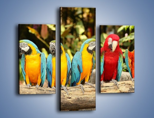 Obraz na płótnie – Sześć papug czeka na siódmego – trzyczęściowy Z279W3