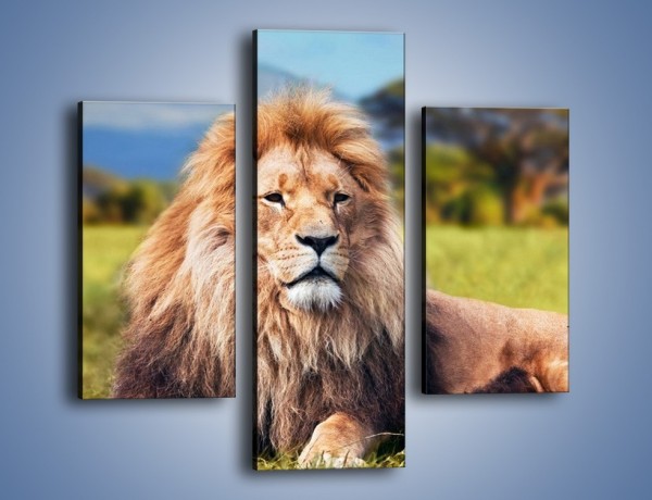 Obraz na płótnie – Dostojny lew na sawannie – trzyczęściowy Z282W3