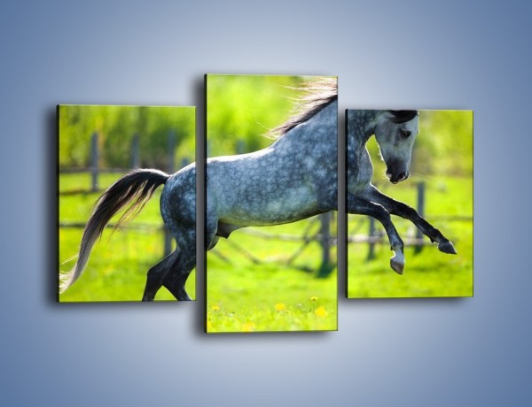 Obraz na płótnie – Koń w zagrodzie wiejskiej – trzyczęściowy Z289W3