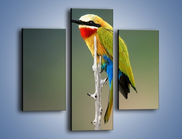 Obraz na płótnie – Kolorowy ptaszek na gałęzi – trzyczęściowy Z293W3