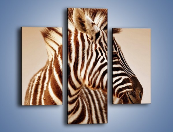 Obraz na płótnie – Zebra w irokezie – trzyczęściowy Z296W3