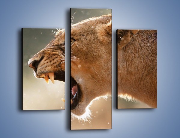 Obraz na płótnie – Ostrzeżenie lwiej samicy – trzyczęściowy Z299W3
