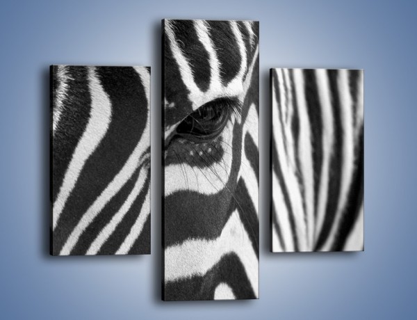 Obraz na płótnie – Zebra z bliska – trzyczęściowy Z301W3
