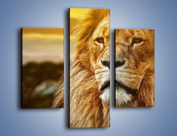 Obraz na płótnie – Dojrzały wiek lwa – trzyczęściowy Z303W3
