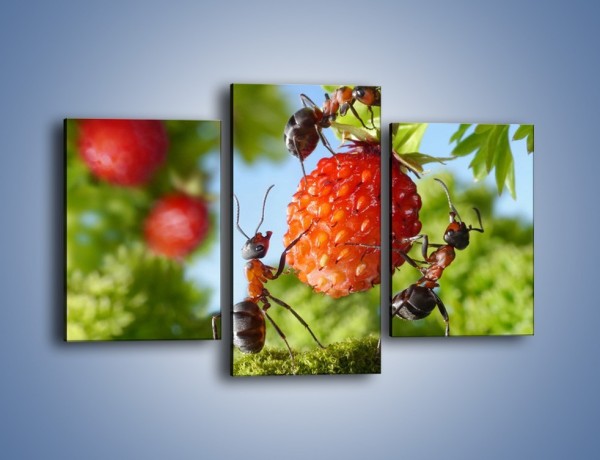 Obraz na płótnie – Mrówki i owoce – trzyczęściowy Z309W3