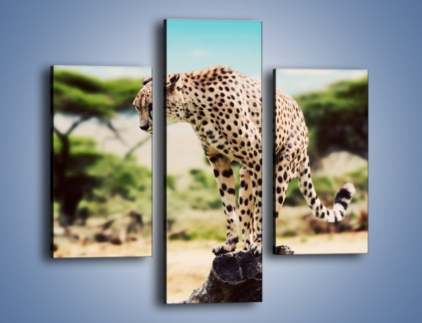 Obraz na płótnie – Cała zwinność geparda – trzyczęściowy Z315W3