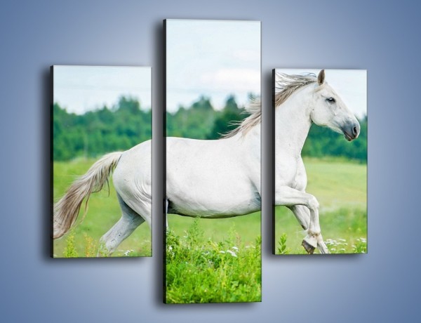 Obraz na płótnie – Biały koń i leśna polana – trzyczęściowy Z317W3