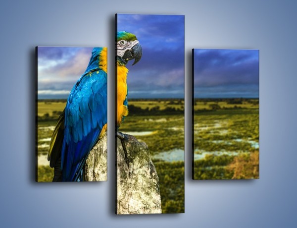 Obraz na płótnie – Papuga w kolorze wzburzonego nieba – trzyczęściowy Z320W3