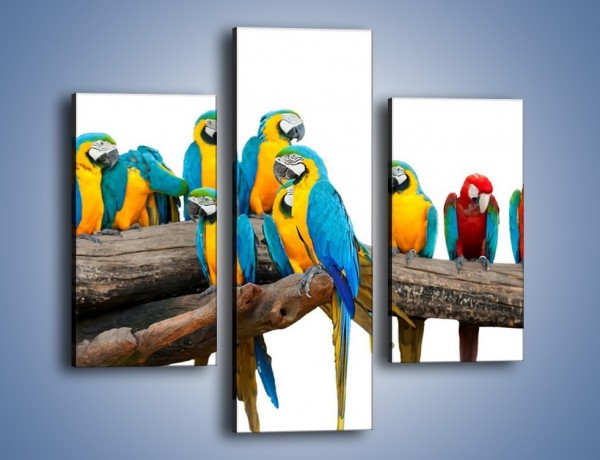 Obraz na płótnie – Kolorowe stado papug – trzyczęściowy Z326W3