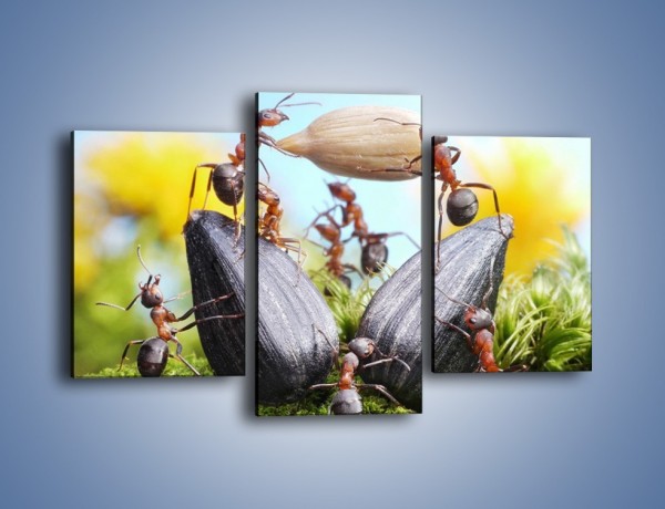 Obraz na płótnie – Mrówki na mchu – trzyczęściowy Z331W3