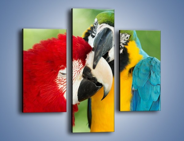 Obraz na płótnie – Miłość między papugami – trzyczęściowy Z333W3