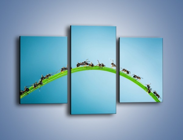 Obraz na płótnie – Mrówki na zielonym moście – trzyczęściowy Z336W3