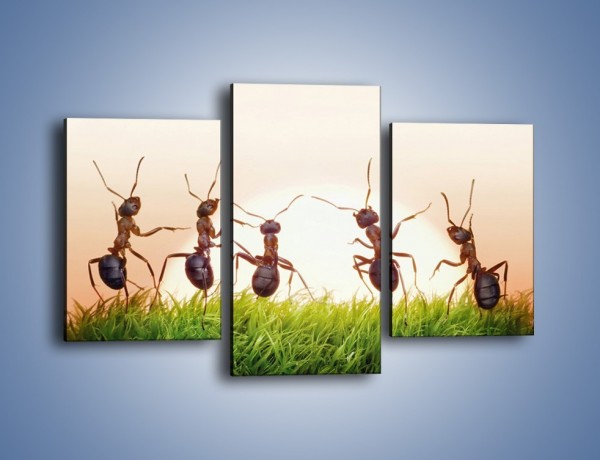 Obraz na płótnie – Taniec mrówek na trawie – trzyczęściowy Z338W3