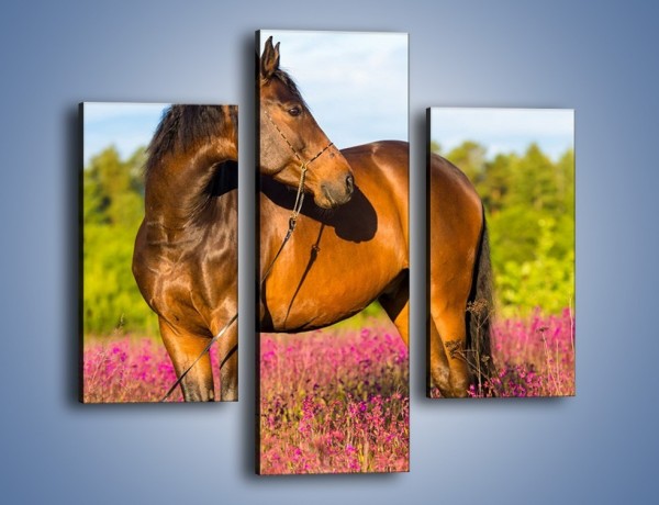 Obraz na płótnie – Koń w lawendowym polu – trzyczęściowy Z340W3