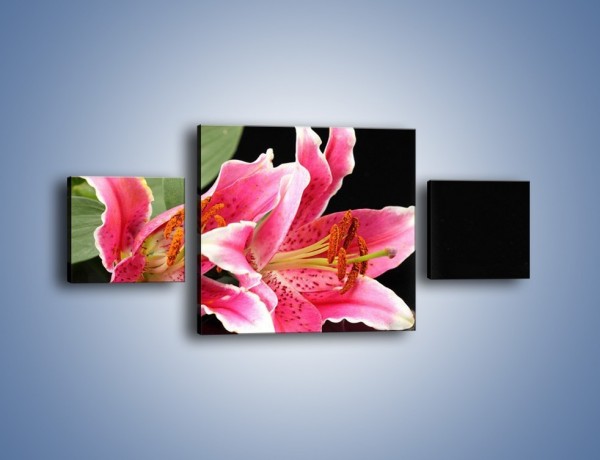 Obraz na płótnie – Rozwinięte lilie na czarnym tle – trzyczęściowy K007W4