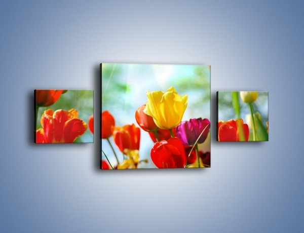 Obraz na płótnie – Pole polskich tulipanów – trzyczęściowy K011W4