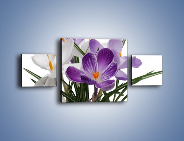 Obraz na płótnie – Biało-fioletowe krokusy – trzyczęściowy K020W4
