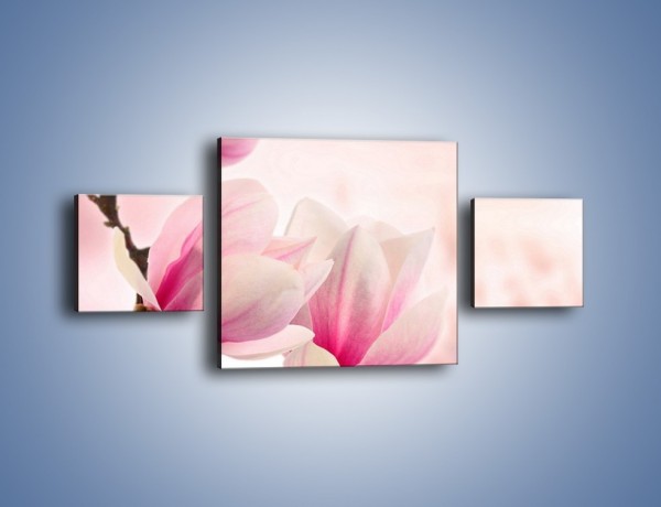 Obraz na płótnie – W pół rozwinięte biało-różowe magnolie – trzyczęściowy K033W4