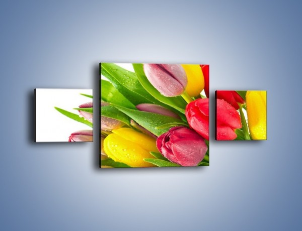 Obraz na płótnie – Kropelki wody na kolorowych tulipanach – trzyczęściowy K049W4