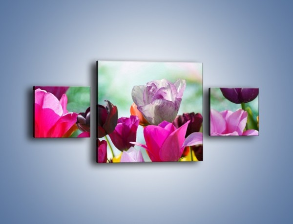 Obraz na płótnie – Tulipany o poranku – trzyczęściowy K081W4