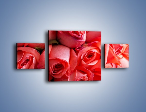 Obraz na płótnie – Tylko widoczne róże – trzyczęściowy K1004W4