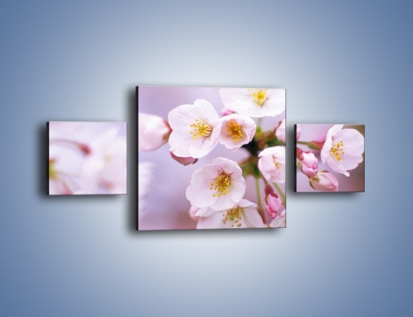 Obraz na płótnie – Gałązka kwiatów jabłoni – trzyczęściowy K102W4