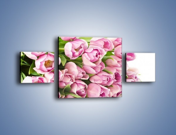Obraz na płótnie – Ścięte tulipany w bieli – trzyczęściowy K110W4