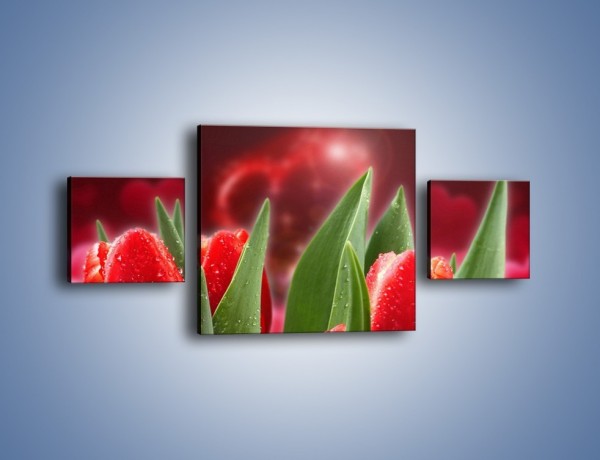 Obraz na płótnie – Mokre tulipany w świetlnej osłonie – trzyczęściowy K114W4