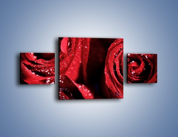Obraz na płótnie – Róża czerwona jak wino – trzyczęściowy K170W4