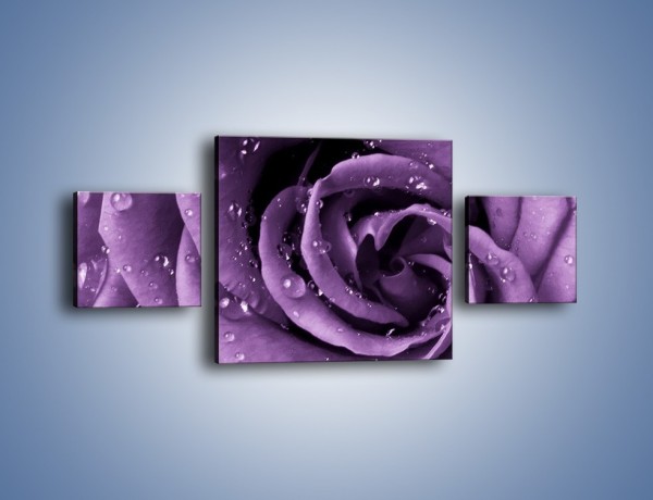 Obraz na płótnie – Głęboki fiolet zachowany w róży – trzyczęściowy K177W4