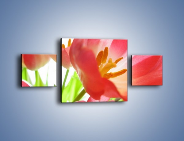 Obraz na płótnie – Rozwinięty tulipan w słońcu – trzyczęściowy K188W4