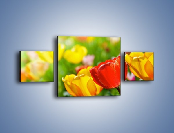 Obraz na płótnie – Wiosenne piękno w tulipanach – trzyczęściowy K213W4