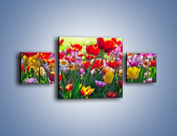 Obraz na płótnie – Odpoczynek wśród tulipanów – trzyczęściowy K218W4
