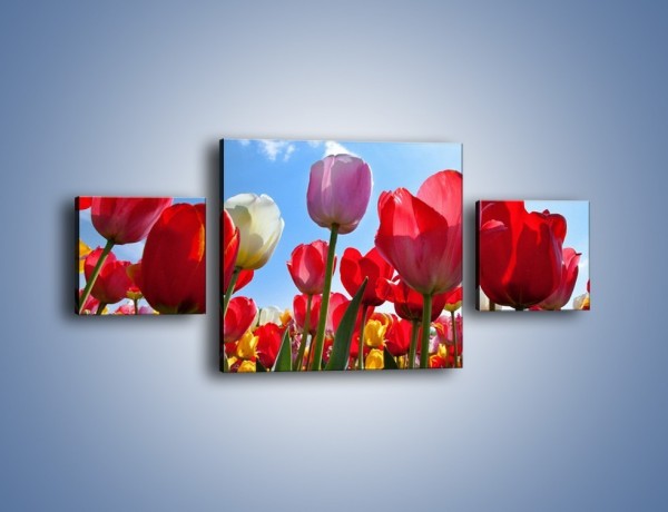 Obraz na płótnie – Kolorowy zawrót głowy z tulipanami – trzyczęściowy K221W4
