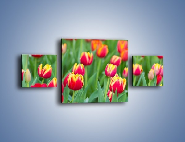 Obraz na płótnie – Spacer wśród czerwonych tulipanów – trzyczęściowy K231W4