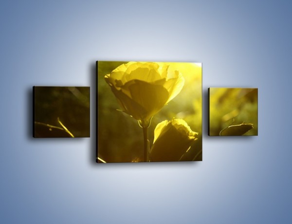 Obraz na płótnie – Dzika róża w oddali – trzyczęściowy K258W4