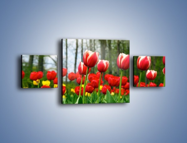 Obraz na płótnie – Leśna polana pełna tulipanów – trzyczęściowy K319W4