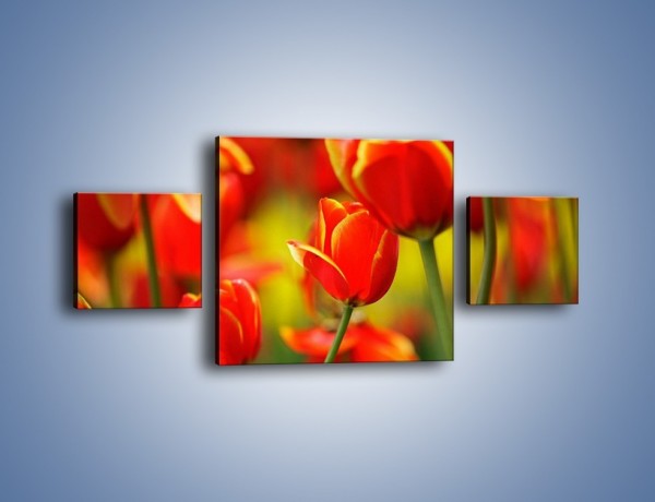 Obraz na płótnie – Wyraźny charakter tulipanów – trzyczęściowy K349W4