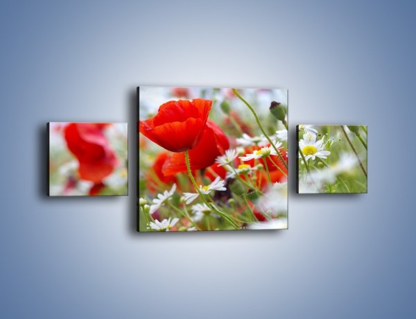 Obraz na płótnie – Polana pełna kwiatów – trzyczęściowy K371W4