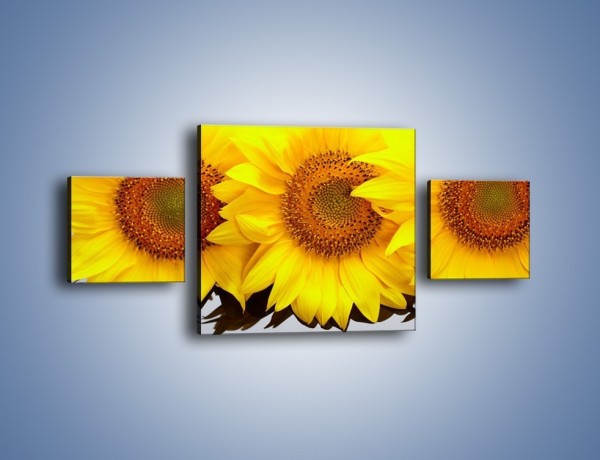 Obraz na płótnie – Najpiękniejsza odsłona słoneczników – trzyczęściowy K416W4