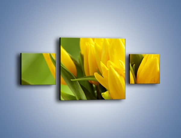 Obraz na płótnie – Słońce schowane w tulipanach – trzyczęściowy K424W4
