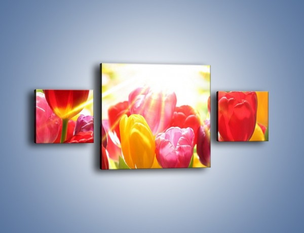 Obraz na płótnie – Bajecznie słoneczne tulipany – trzyczęściowy K428W4