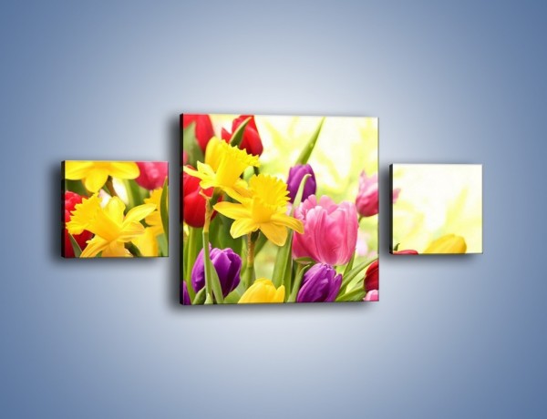 Obraz na płótnie – Żonkile wśród tulipanów – trzyczęściowy K430W4