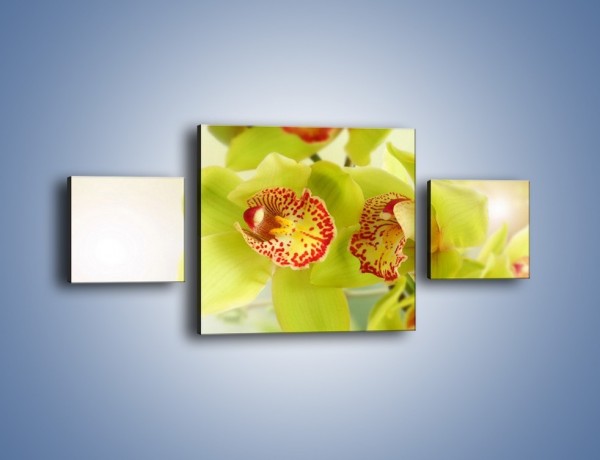 Obraz na płótnie – Limonkowy kwiat – trzyczęściowy K447W4