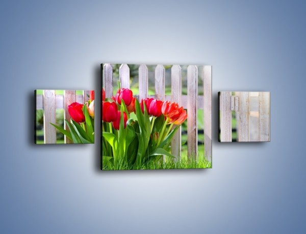 Obraz na płótnie – Tulipanki przy płocie – trzyczęściowy K554W4