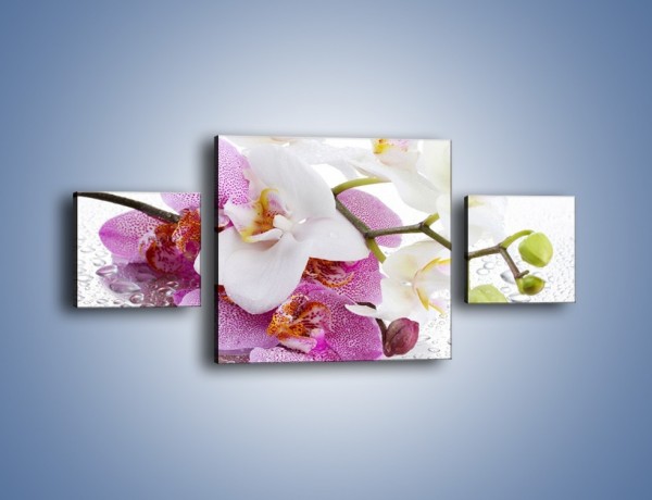 Obraz na płótnie – Kwiat na kroplach rosy – trzyczęściowy K616W4