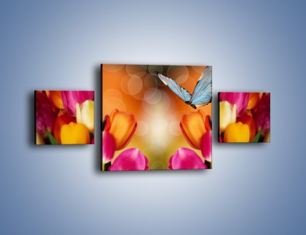 Obraz na płótnie – Motyl wśród tulipanów – trzyczęściowy K635W4