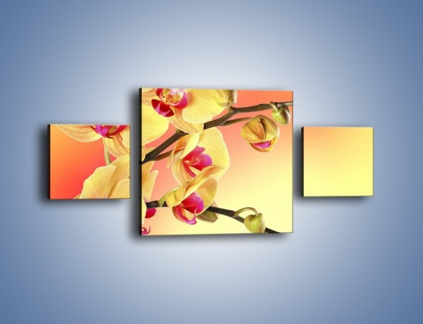 Obraz na płótnie – Kwiat w kolorze grejfruta – trzyczęściowy K649W4